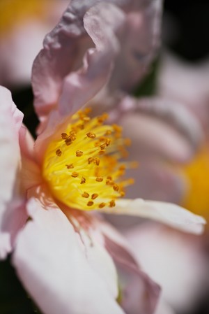 Camellia Flower Soft